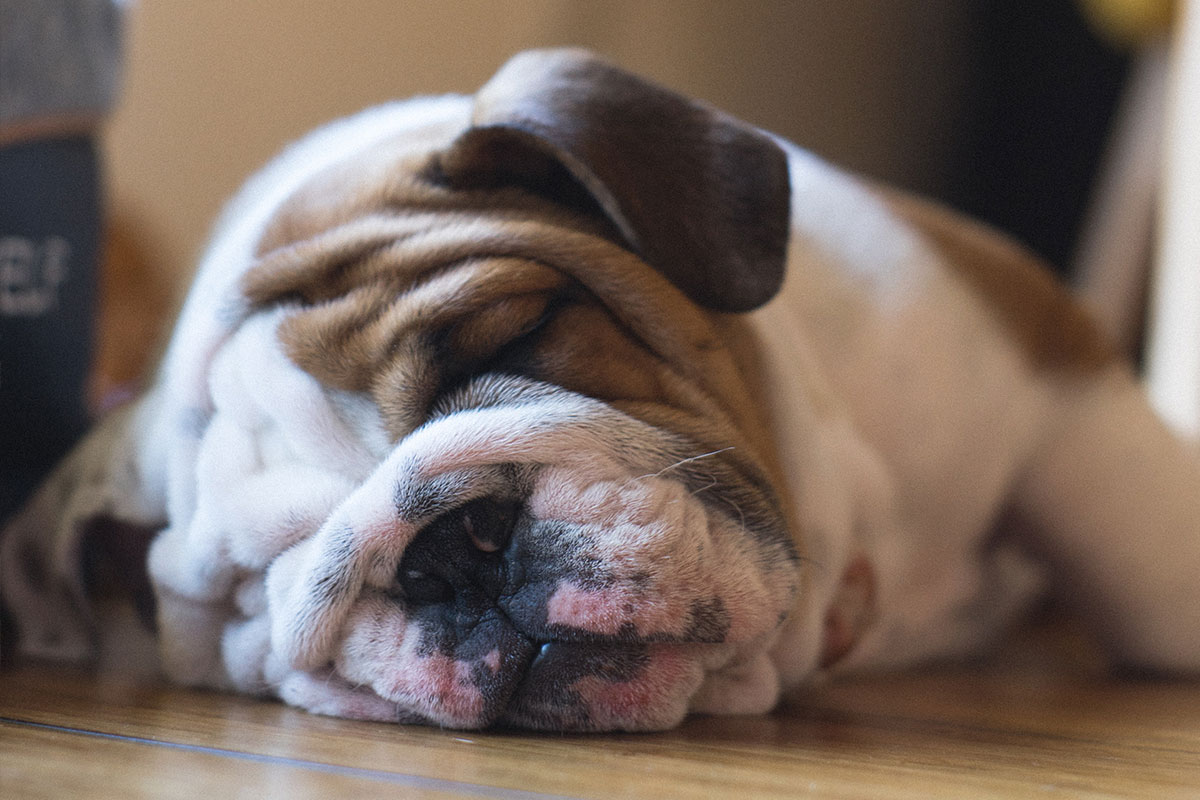 Vivamus sapien purus, convallis et turpis eget, euismod facilisis tortor